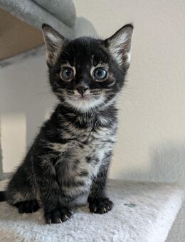 Bengal Mix Kitten - Kempen