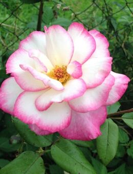 Ihr Traumhaus, verwirklicht mit Bien-Zenker - Individuell und zukunftssicher. - Tauberbischofsheim