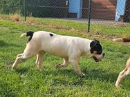 Old English Bulldog, OEB, Welpe, Rüde, Abgabebereit - Gumtow