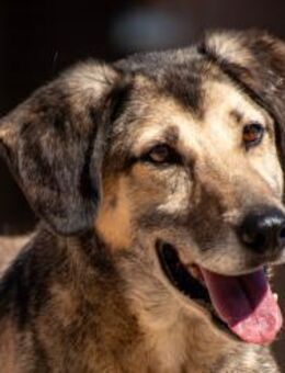 Theo lieber Rüde mit einem Geheimnis - München