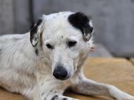 Janosch - wann findet er sein Glück? - Leonberg (Baden-Württemberg)