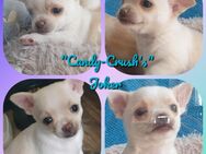 Chihuahua kurzhaar Rüde mit kleinem Unterbiss - Schulzendorf
