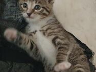 Katzenbaby weilblich abzugeben ab dem 09.07. 25 - Oftersheim