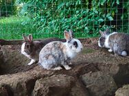 3 süße Kaninchen suchen ein neues Zuhause - Lengefeld