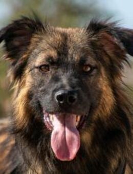 Everest Der freundliche HSH-Mix🌞 - München