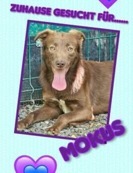 hübscher Rüde Mokus sucht ein Zuhause - Nürnberg