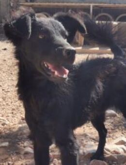 Kiko sucht ein Zuhause mit Erfahrung - Margetshöchheim