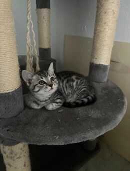 Suße Kitten - Laaber