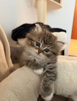 Liebevolle Kitten suchen ab Mitte November ein schönes Zuhause - Kamen