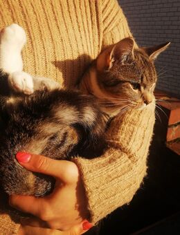 Marrakesch Teppichrakete 20Wo. m getigert Kinderlieb Hundefreundlich Kätzchen Katzenbaby Kitten - Biebergemünd