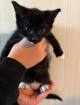 Süßes kleines Katzenmädchen sucht ein Zuhause. - Nörten-Hardenberg