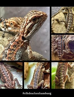 sehr schicke high Red Bartagamen Babys (pogona vitticeps) - Hamburg Wandsbek