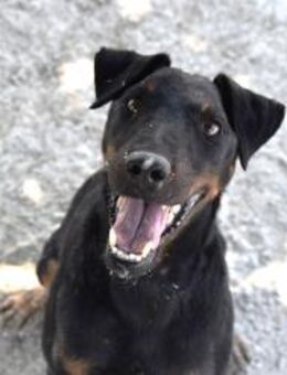 Buba typisch Terrier Ho - Ludwigshafen (Rhein)