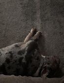 Alternativ Englische Bulldoge sucht neues zuhause in 54636