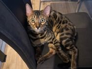 Katze kater - Hohen Neuendorf