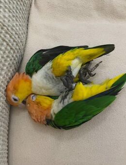 Zahmes Caique-Pärchen (Weißbauchpapageien) mit großem Käfig abzugeben - Köln Zentrum