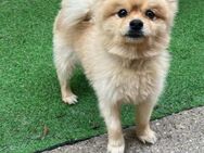 💜Diego💜 7-jähriger Pomeranian - Kassel