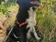 Emma; bäriges Mädchen - Geilenkirchen