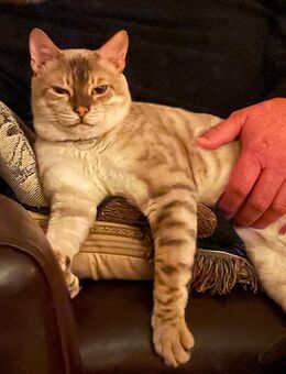 Bengal Kater bildschön und gesund - Mönchengladbach