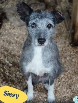 Sissy VA, ist noch etwas unsicher - Rheine