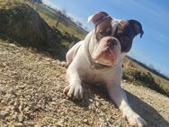 Old english bulldog - Albstadt