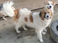 Wendy sucht ein liebevolles Zuhause - Blankenheim (Nordrhein-Westfalen)