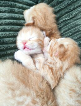 Selkirk Rex/ Sibirische Edelmixkätzchen! Hypollergen - Dürnau (Regierungsbezirk Stuttgart)