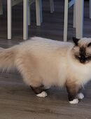 Heilige-Birma-Deckkater in 73540