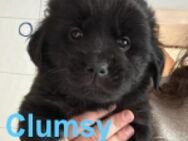 Clumsy - ein richtiges kleines Wunder - Berlin