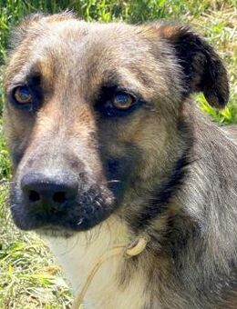 Junghund Logan, liebt Menschen und Hunde - Sehnde