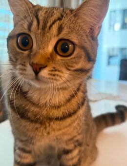 Getigerter BKH-Kater sucht Zuhause - Hamburg