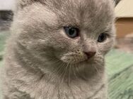 BKH Kitten Kater (Lilac) - Krefeld