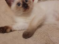 Siam kitten, Reinrassige Siam katze, weibliche Siam katze, siam Baby Katze - München Bogenhausen