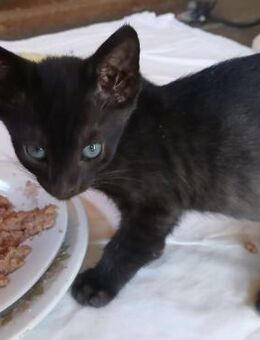 Süße Babs sucht Zuhause - Bergkirchen