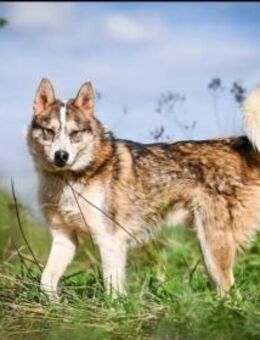 KAI - ein Bild von einem Hund - Augsburg