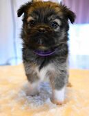 🐾 8 Mischlingswelpen suchen ab sofort ein liebevolles Zuhause! 🐾 in 31655