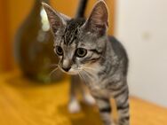 Süße Babykatze sofort abzugeben! - Hüde