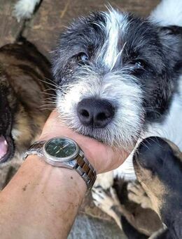 Avanii - eine freundliche Junghündin - Rambin