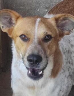 🧡Tapferer Rocky🧡 - Eislingen (Fils)