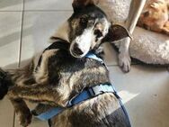 Kuschelmonster Mowgli sucht sein Zuhause - Siggelkow