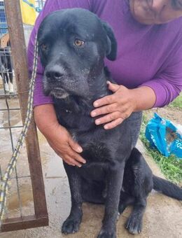 Olaf von kettenlos - Bollingstedt