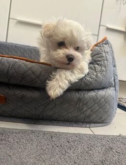 Bichon Hawaneser mini toy Welpen. - Remscheid