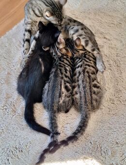 12 Wochen alte Bengal Mix Kätzchen weiblich - Freiburg (Breisgau)