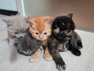 Kitten LKH / EKH Mix - Fürstenfeldbruck