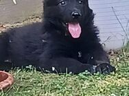 Deutsche Schäferhundwelpen, Langstockhaar, vom Verein für D. Schäferhunde (SV) schwarz,Geschipt, entwurmt, tierärztlich untersucht bei Abgabe, EU HEIMTIERAUSWEIS, - Landkern