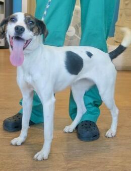 Tracy, agil, lernwillig, liebevoll - Westerholt