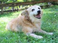 Lumpi möchte Familienhund sein - Neuhausen (Spree)