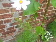 Riesen Cosmea/ Schmuckkörnchen Mischung Samen - Demmin