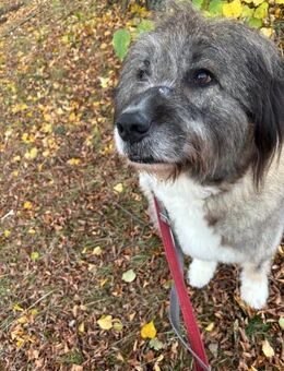 Dringend Pflegestelle/Gnadenplatz ges. - Bochum