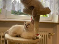 BKH SÜSSE KATZENBABYS - Augsburg